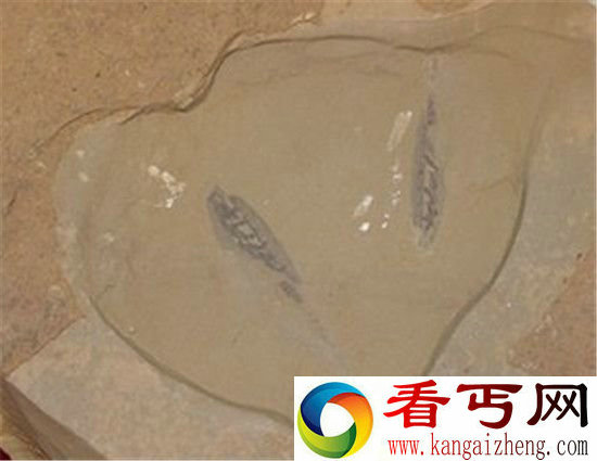 3亿年前海洋生物化石 “塔里怪物”身份曝光