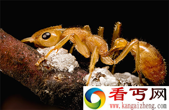 远古蚂蚁曾于恐龙争锋 远古蚂蚁之谜