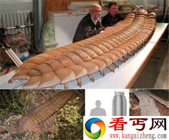 十大远古超级生物大盘点!2.4米长巨型蜈蚣