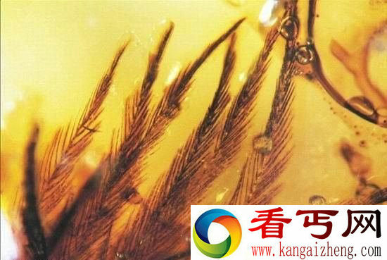 科学家考古发现琥珀含恐龙羽毛 可实现飞行和潜水