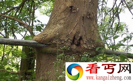 探秘!吃人树真相 妇女被困10天只剩白骨