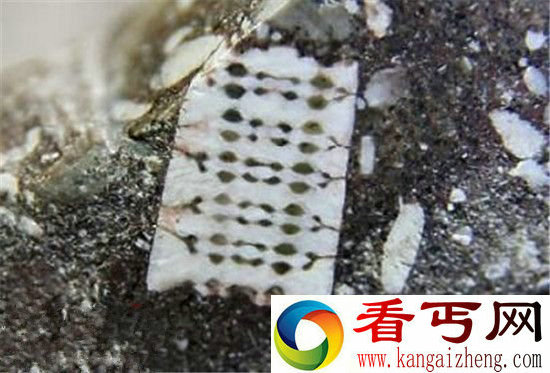地球史前文明真的存在芯片化石证明文明轮回