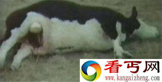 美国屠牛事件幕后黑手竟是外星人?上万头牛被屠杀