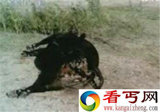 美国屠牛事件幕后黑手竟是外星人?上万头牛被屠杀