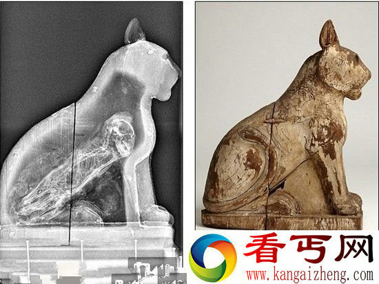 古埃及动物木乃伊内部结构 豺狼体内含人骨