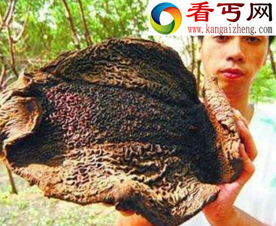恐怖的吸血毯之谜，类似毛毯的吸血生物(缠住必死)