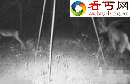 美国恐怖未知生物泽西恶魔，马和蝙蝠结合的恐怖怪兽