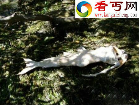 世上真有“海底人”？解密深海中的文明！