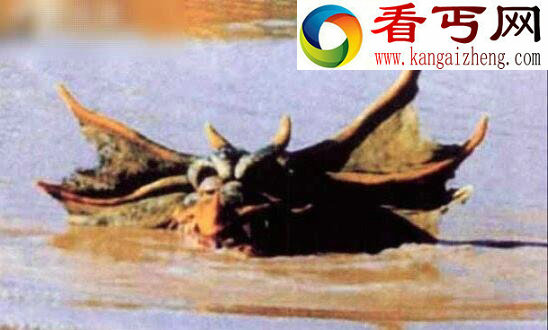 澳大利亚最著名的怪兽,澳洲水兽本耶普