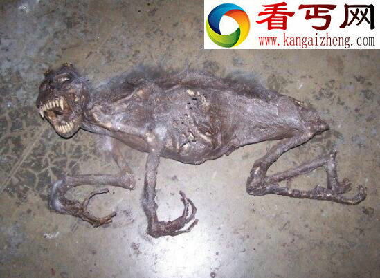 澳大利亚最著名的怪兽,澳洲水兽本耶普
