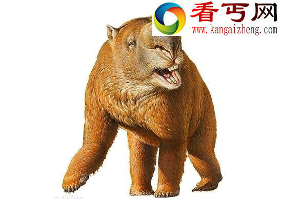 澳大利亚最著名的怪兽,澳洲水兽本耶普