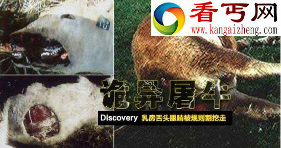 美国屠牛事件,外星人对人类基因的研究