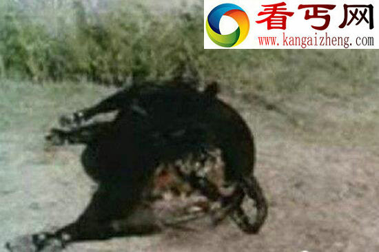 美国屠牛事件,外星人对人类基因的研究