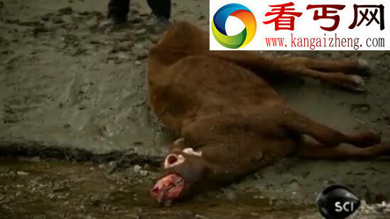 美国屠牛事件,外星人对人类基因的研究