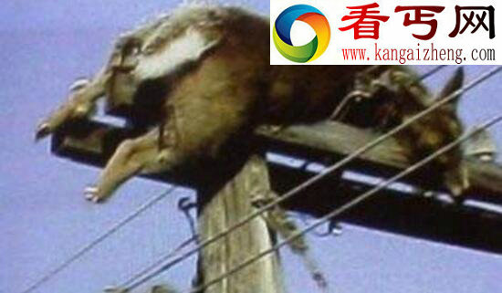美国屠牛事件,外星人对人类基因的研究