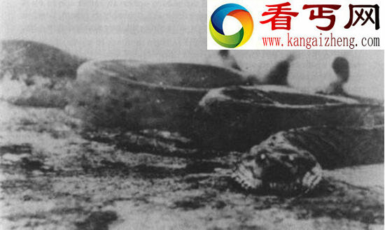 1936年江苏射阳大蛇事件，射阳大蛇背后真相