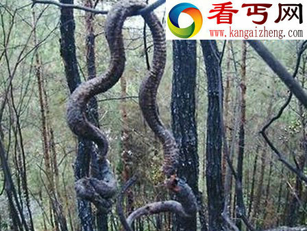 辽宁挖出140岁蛇精，吓死挖土机司机，蛇精不可思议