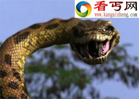 辽宁挖出140岁蛇精，吓死挖土机司机，蛇精不可思议