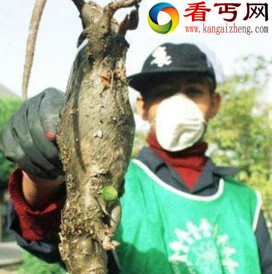 切尔诺贝利巨鼠即将统治人类?核辐射导致老鼠疯狂变异(疑为杜撰)