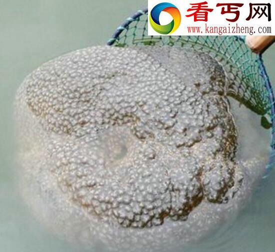 探索史上最恶心的水怪，左海湖水怪疑为一坨恶心的菌类复合体
