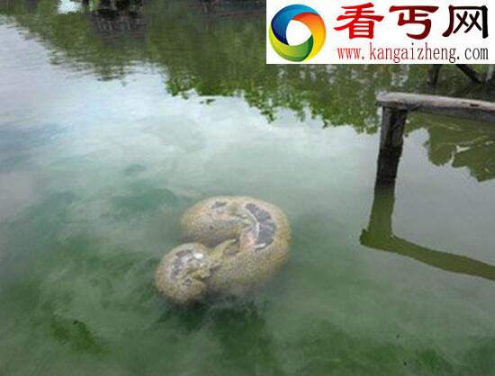 探索史上最恶心的水怪，左海湖水怪疑为一坨恶心的菌类复合体
