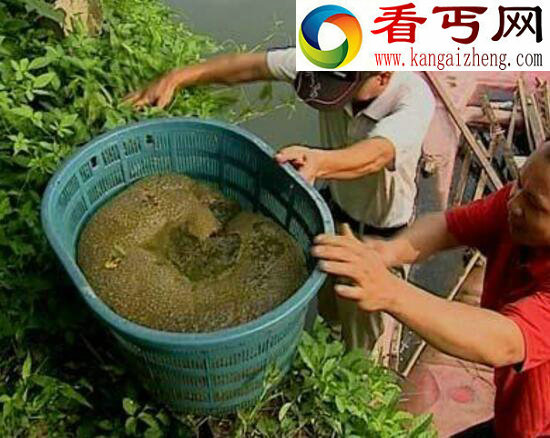 探索史上最恶心的水怪，左海湖水怪疑为一坨恶心的菌类复合体