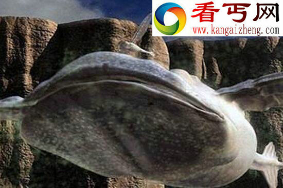 奥里里亚星球无昼夜之分，外星人竟真实存在
