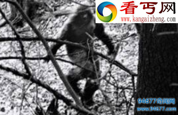 澳洲野人幽威(3米多长，手臂可摸到脚趾)