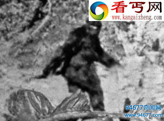 澳洲野人幽威(3米多长，手臂可摸到脚趾)