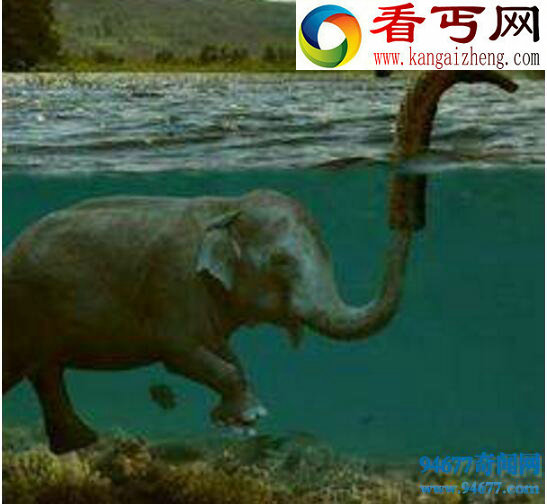 尼斯湖水怪真相,水怪真实面目竟是大象