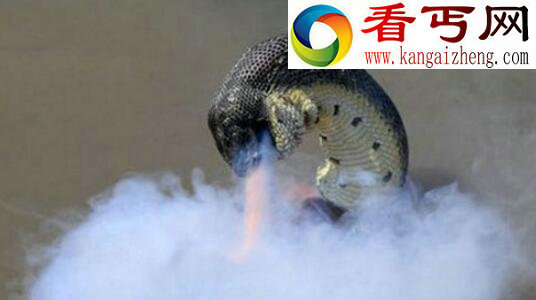 安徽巨蟒渡劫事件，凌空巨蟒背后的故事