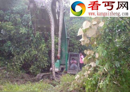 安徽巨蟒渡劫事件，凌空巨蟒背后的故事