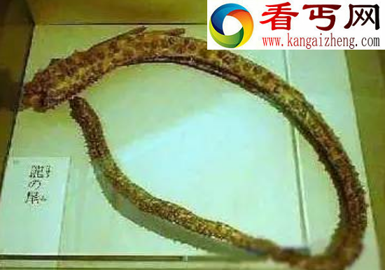 世界上有龙吗，洞源疑为真龙后代(内附真龙标本)