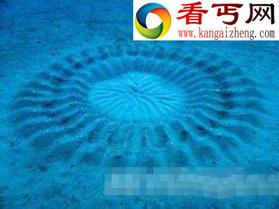 海底惊现神秘“麦田怪圈”从何而来?
