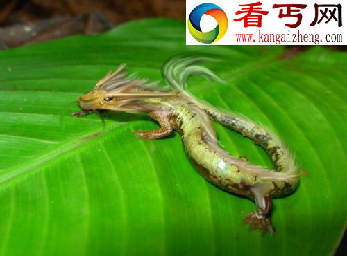西方传说中的中国龙竟真的！有图有真相