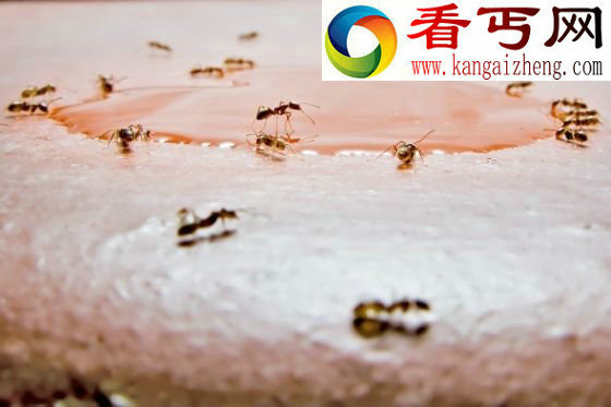 天下奇闻趣事沙漠中蚂蚁不迷路