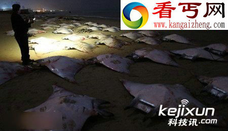 加沙海滩惊现数十具蝠鲼尸体 目前仍是未知原因