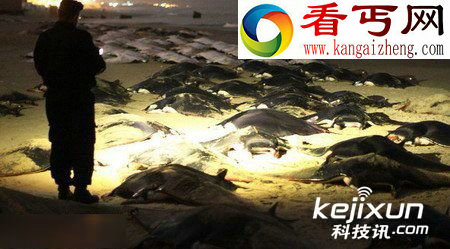加沙海滩惊现数十具蝠鲼尸体 目前仍是未知原因