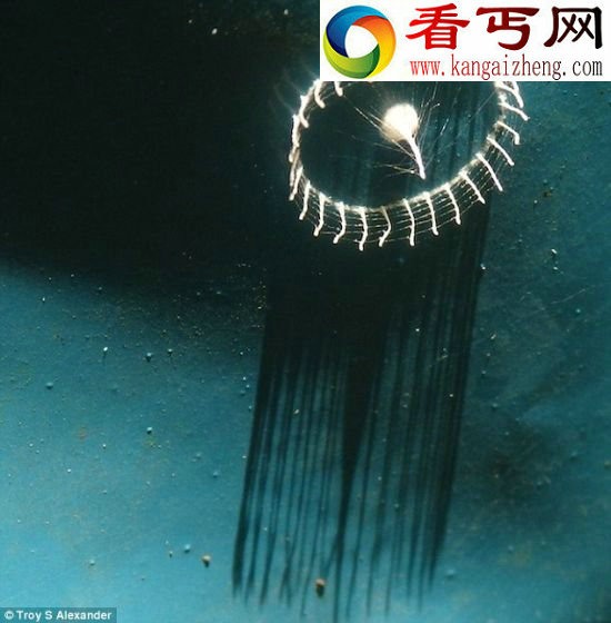 亚马逊雨林树木发现奇特结构成未解之谜