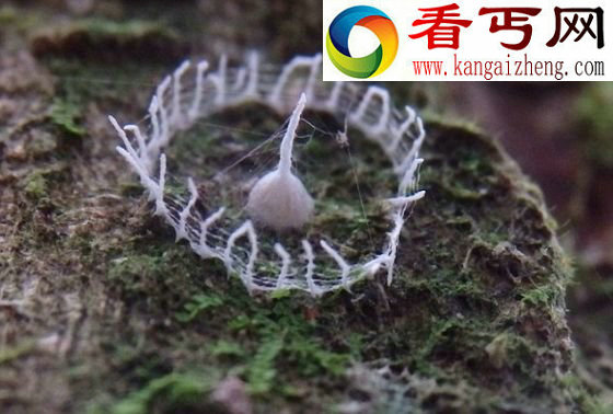 亚马逊雨林树木发现奇特结构成未解之谜