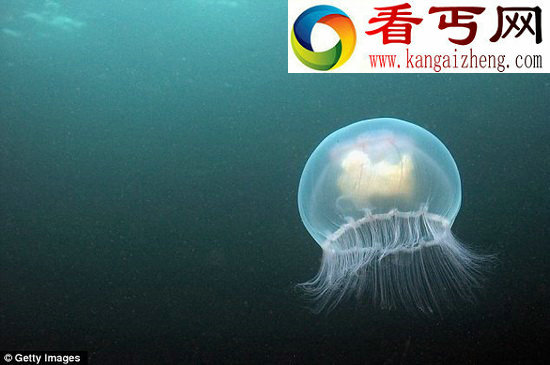 7亿年前的水母是人类视觉起源(图)