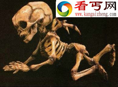 （图）震惊全球的不明生物遗骸盘点天使头骨化石