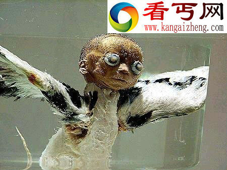 （图）震惊全球的不明生物遗骸盘点天使头骨化石