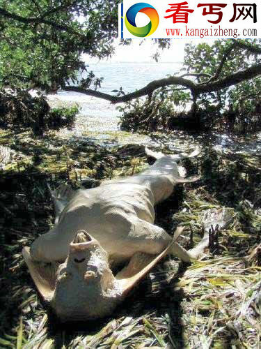 （图）震惊全球的不明生物遗骸盘点天使头骨化石