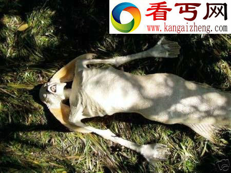 （图）震惊全球的不明生物遗骸盘点天使头骨化石