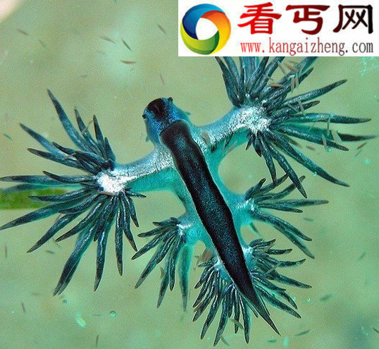 怪异吓人的罕见“鱼类怪胎”(多图) 