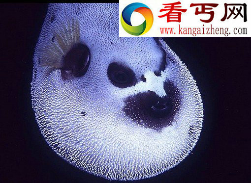 怪异吓人的罕见“鱼类怪胎”(多图) 