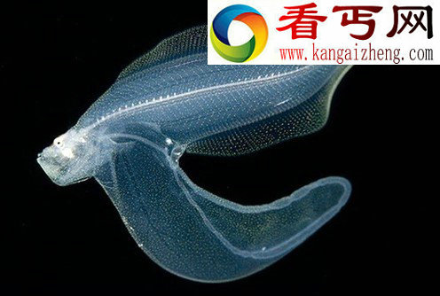怪异吓人的罕见“鱼类怪胎”(多图) 