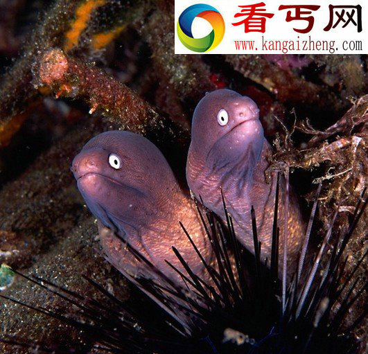 怪异吓人的罕见“鱼类怪胎”(多图) 