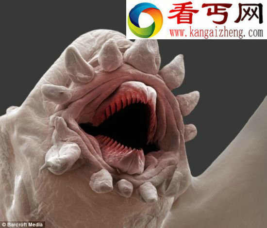 水下千米发现奇特海鳞虫外形恐怖似怪物(图)